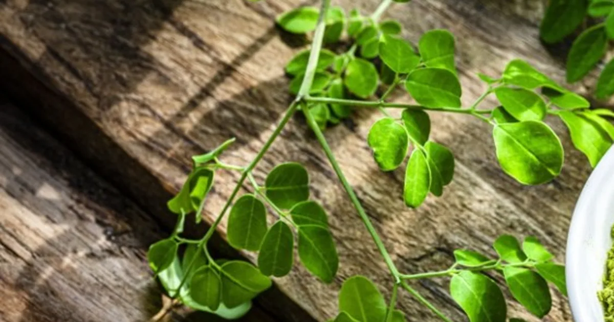 What Organic Farming Means for LeafTaste Moringa Powder